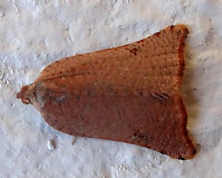 Anisogona notoplaga