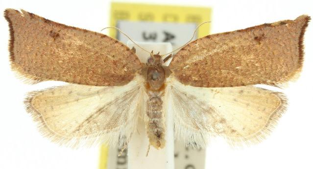 Anisogona notoplaga