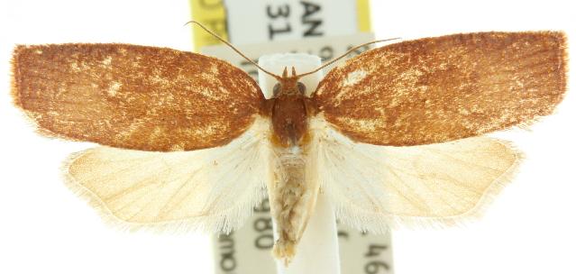 Procalyptis parooptera
