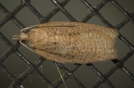 Atelodora pelochytana