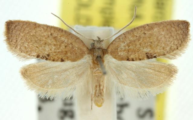 Atelodora pelochytana