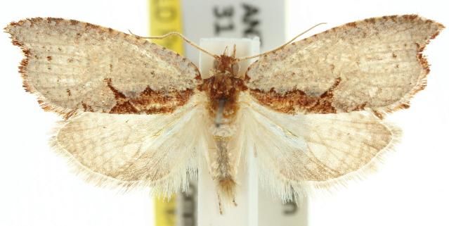 Glyphidoptera polymita