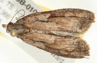 Acropolitis ptychosema