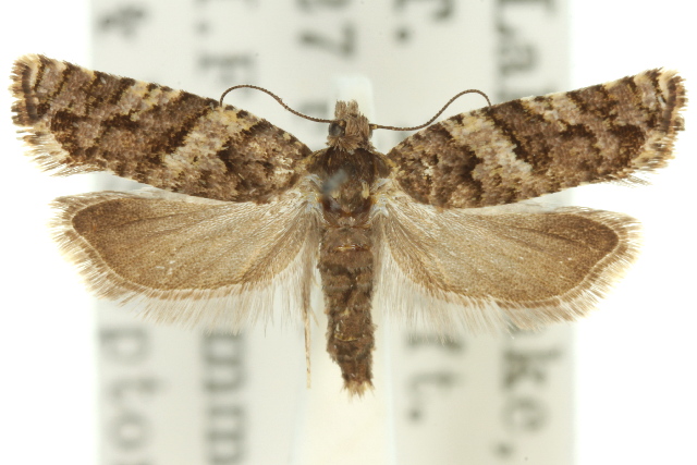 Isochorista pumicosa