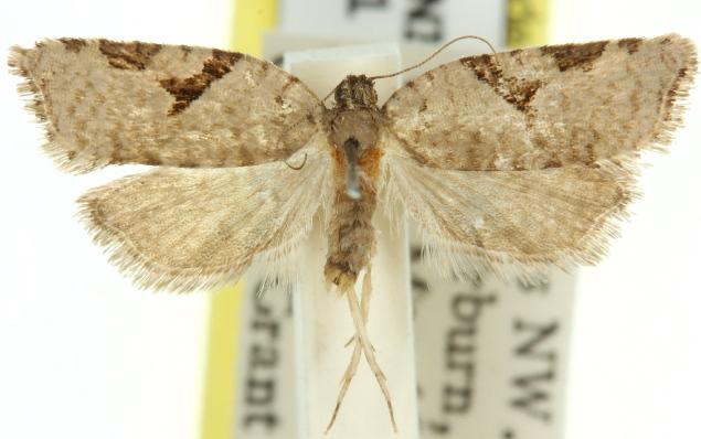 Meritastis pyrosemana