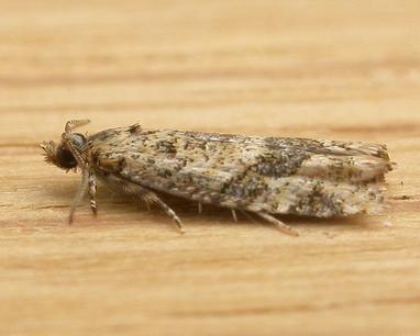 Isochorista ranulana