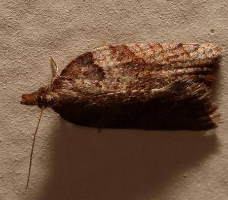 Rupicolana rupicolana