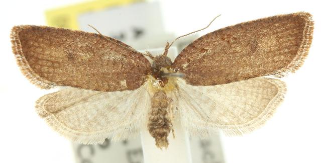 Rupicolana rupicolana