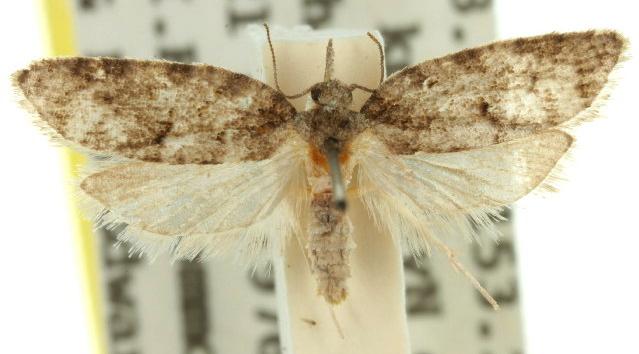 Syncratus scepanus