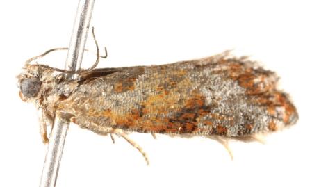 Peraglyphis scepasta