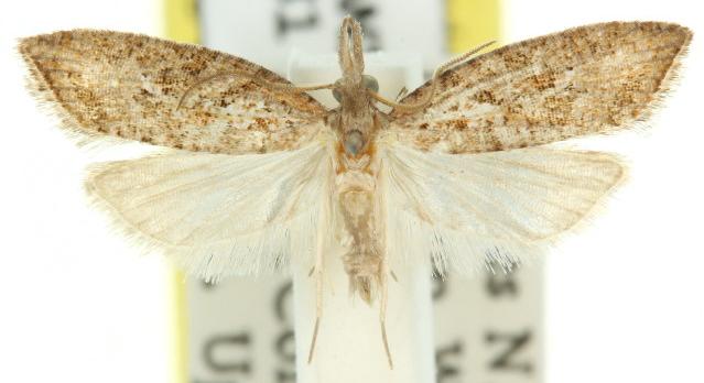 Peraglyphis scepasta