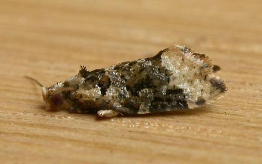 Aeolostoma scutiferana