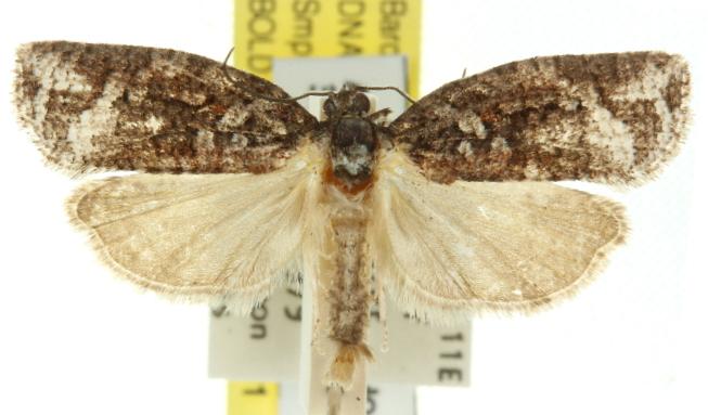 Thrincophora signigerana