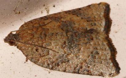 Anisogona similana