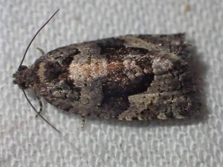 Asthenoptycha sphaltica