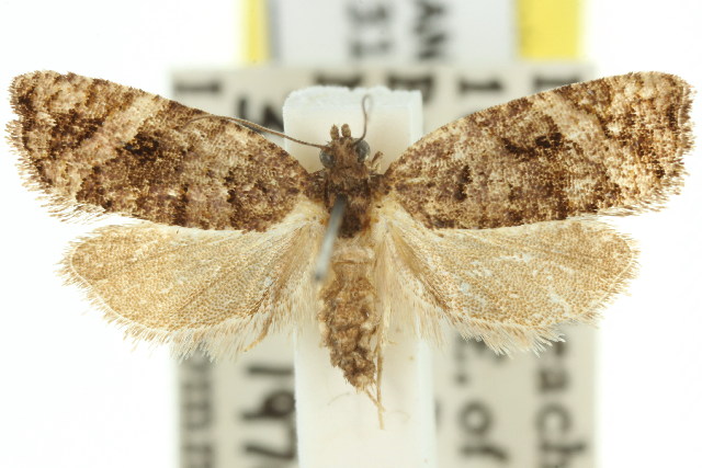 Asthenoptycha sphaltica
