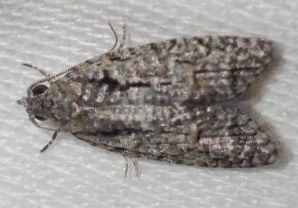 Palaeotoma styphelana