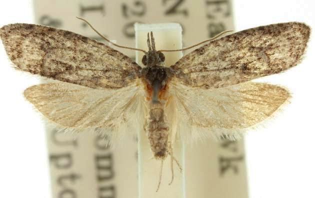 Palaeotoma styphelana