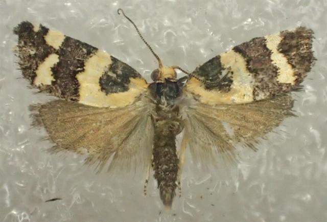 Conchylis tasmaniana