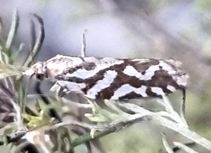Technitis technitis