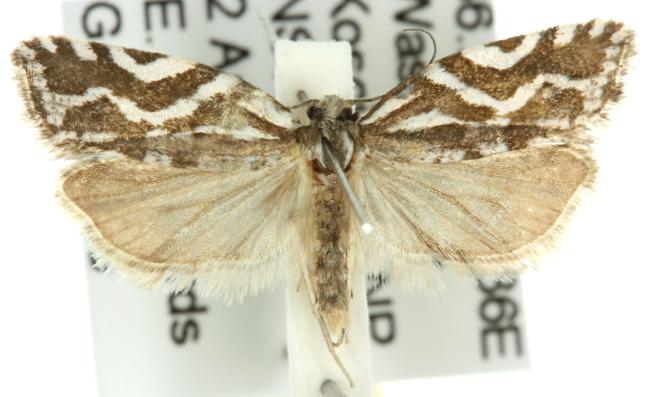 Technitis technitis