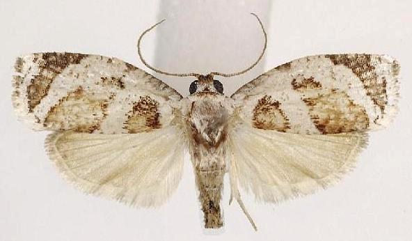 Adoxophyes tripselia