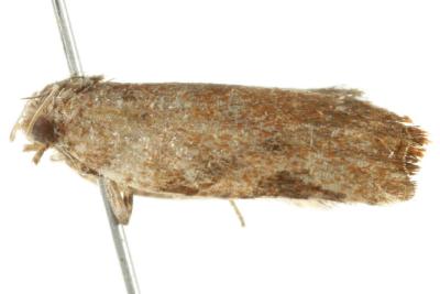 Meritastis ursina