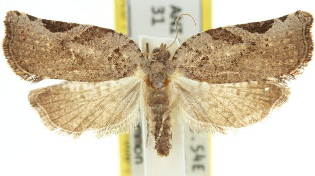 Meritastis ursina