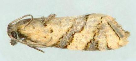 Vacuana vacuana