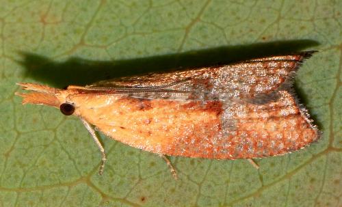 Syllomatia xythopterana
