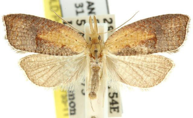 Syllomatia xythopterana