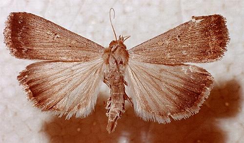 Tathorhynchus fallax