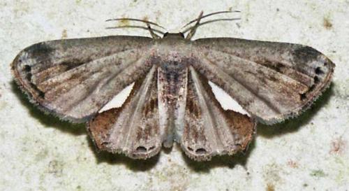 Balantiucha decorata