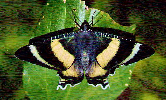 Alcides metaurus