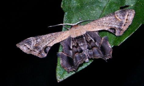 Balantiucha mutans