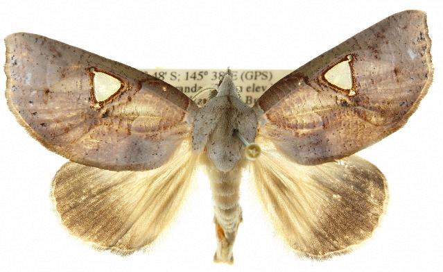 Pterogonia cardinalis