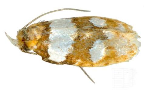 Piloprepes aemulella