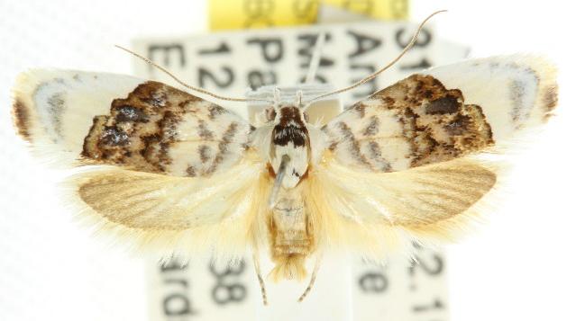 Piloprepes antidoxa