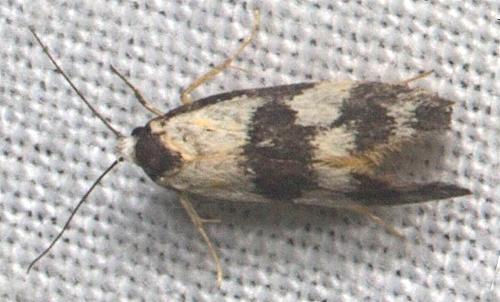 Cosmaresta archedora