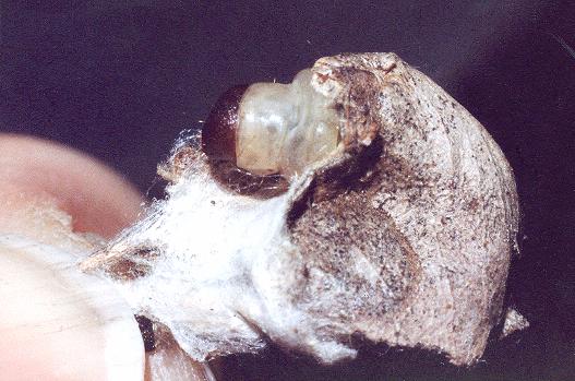 Wingia aurata