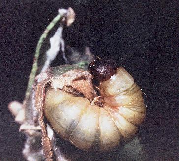 Wingia aurata