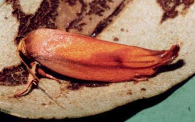 Wingia aurata