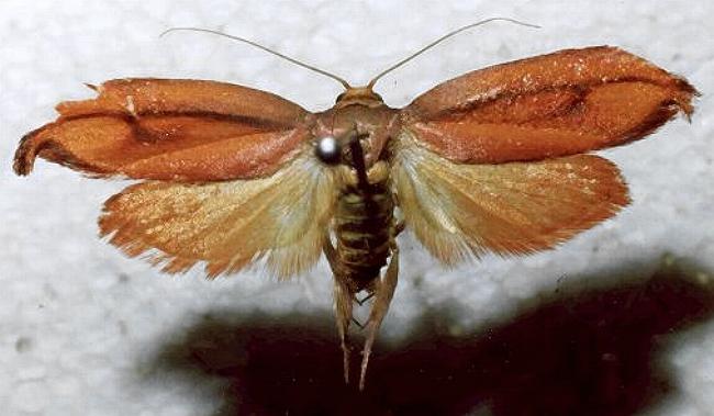 Wingia aurata