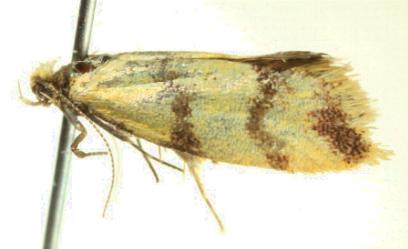 Psaroxantha calligenes