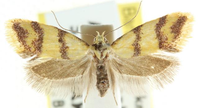 Psaroxantha calligenes