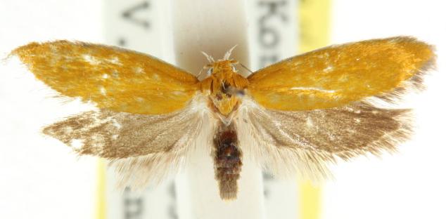 Eochrois caminias