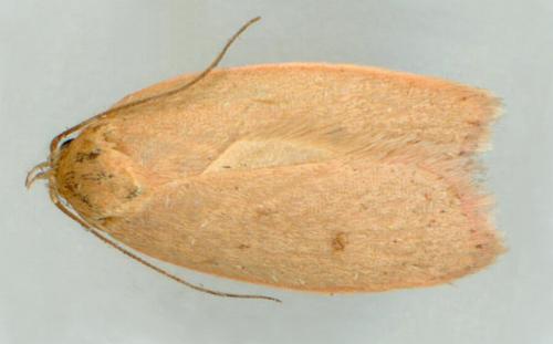 Prionocris complanula