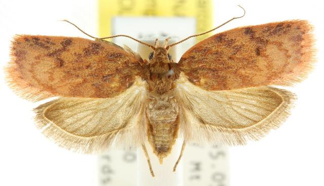 Garrha costimacula