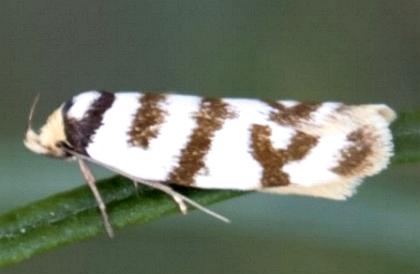 Linosticha cyclophragma