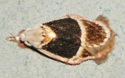 Callimima daedalma